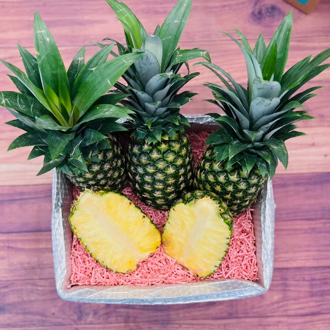 Fresh Tropical Golden Pineapples